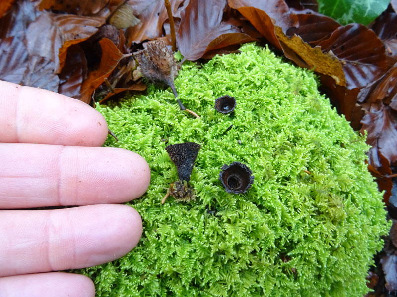 Cyathus striatus - Nidulariaceae